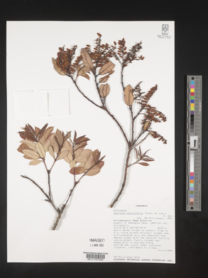 Agarista salicifolia image