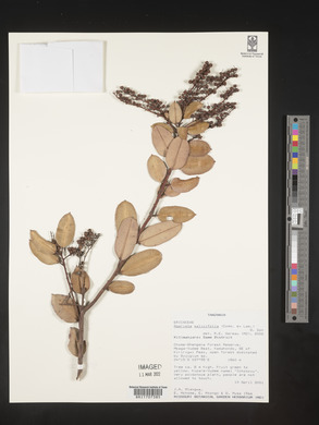 Agarista salicifolia image
