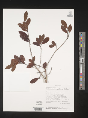 Image of Erythroxylum corymbosum