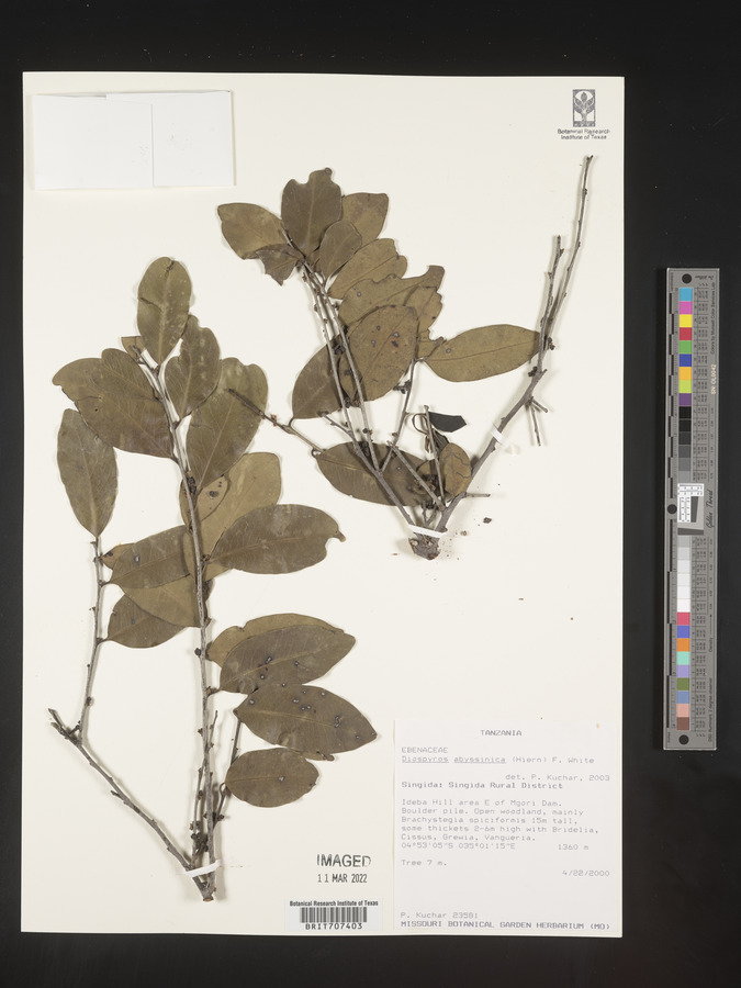 Diospyros abyssinica image