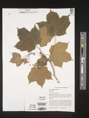 Acer nigrum image