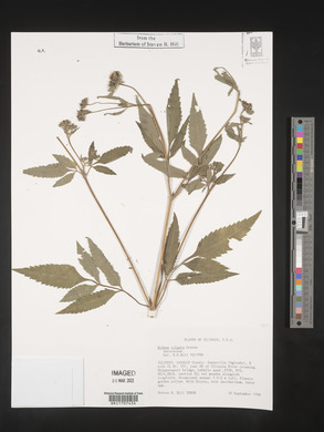 Bidens vulgata image