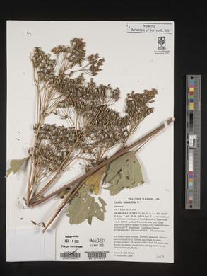 Arnoglossum atriplicifolium image