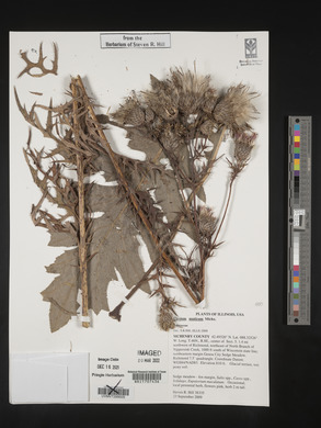 Cirsium muticum image