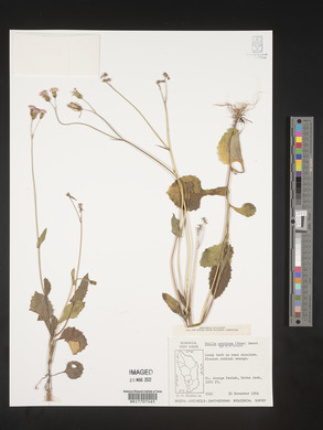 Emilia coccinea image