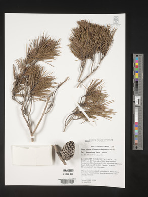 Pinus clausa image