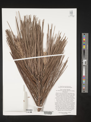 Pinus caribaea image