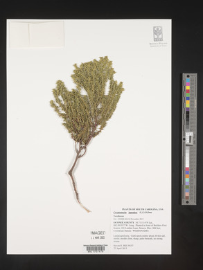 Cryptomeria japonica image