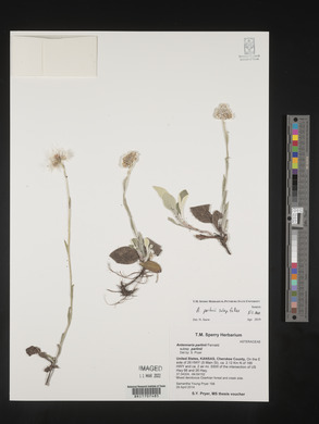 Antennaria parlinii subsp. fallax image