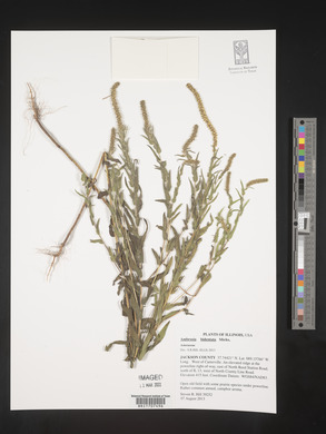 Ambrosia bidentata image