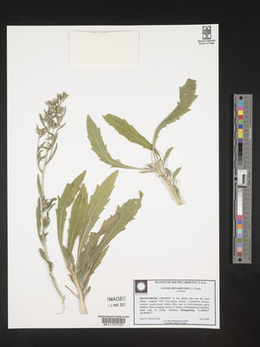 Conyza bonariensis image