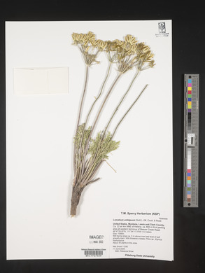 Lomatium ambiguum image