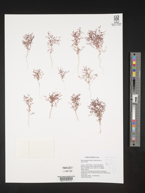 Micromonolepis pusilla image