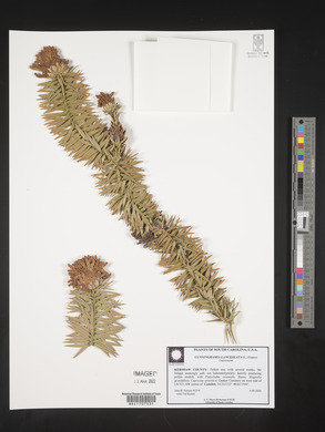Cunninghamia lanceolata image