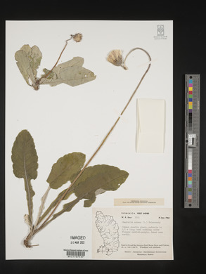 Chaptalia nutans image