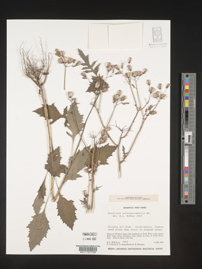 Erechtites valerianifolia image