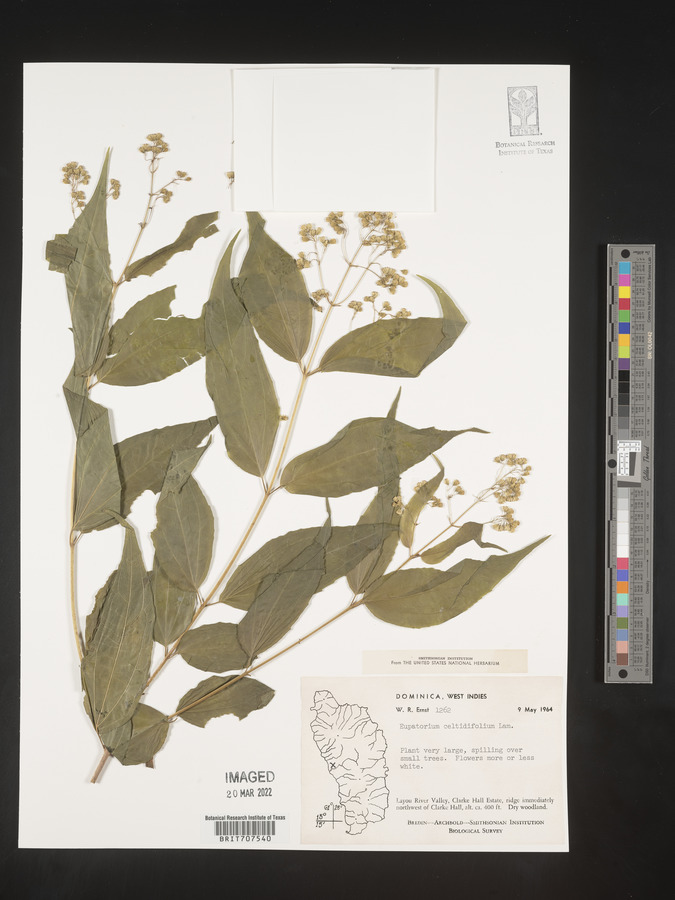 Koanophyllon celtidifolium image