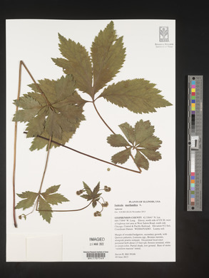 Sanicula marilandica image
