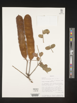 Albizia versicolor image