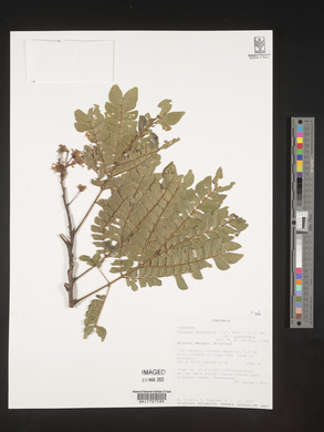 Albizia gummifera image