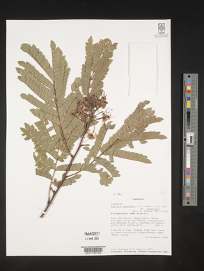 Albizia gummifera image