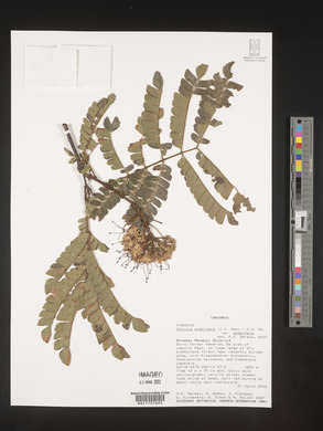 Albizia gummifera var. gummifera image