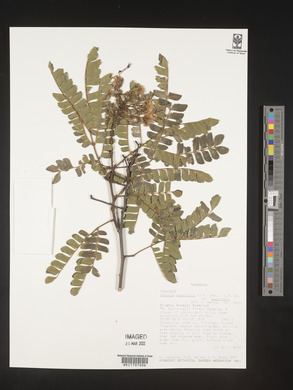 Albizia gummifera var. gummifera image