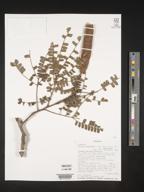 Albizia gummifera var. gummifera image