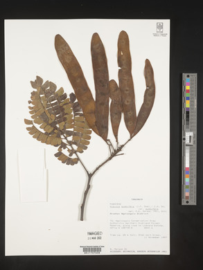 Albizia gummifera image