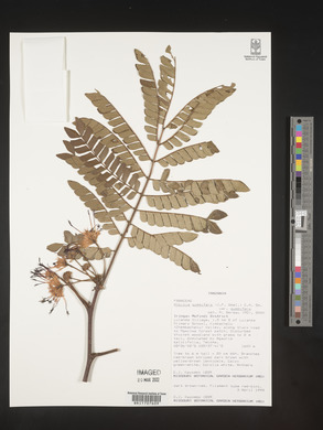 Albizia gummifera image