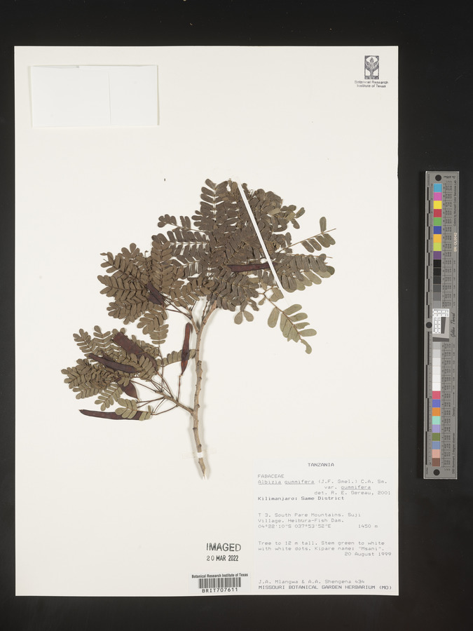 Albizia gummifera image