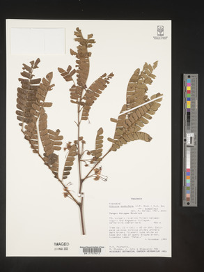 Albizia gummifera var. gummifera image