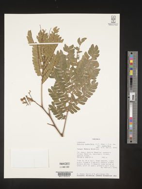 Albizia gummifera image