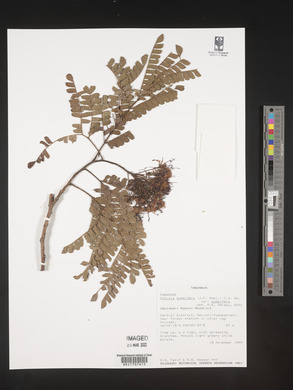 Albizia gummifera image