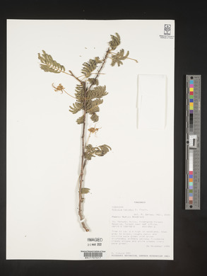 Albizia harveyi image