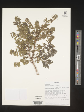 Albizia harveyi image