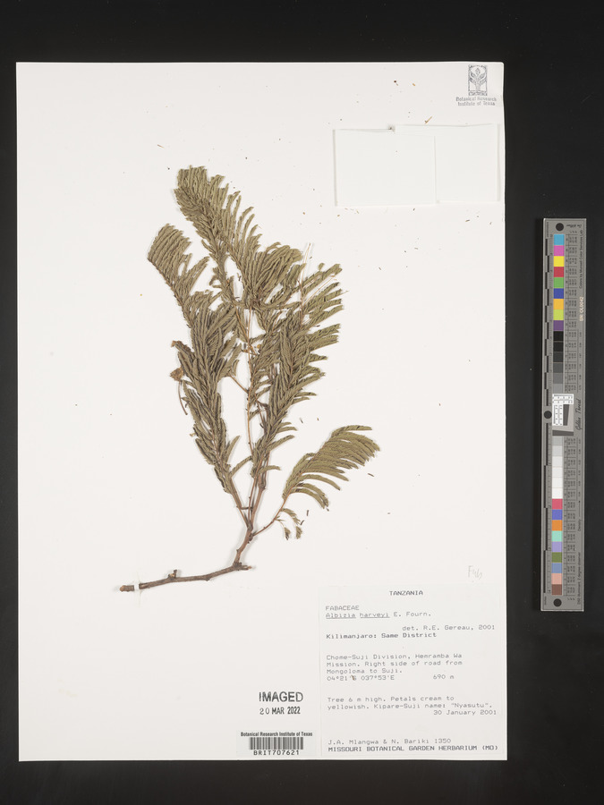 Albizia harveyi image