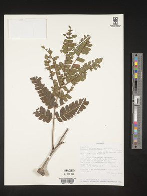 Albizia adianthifolia image