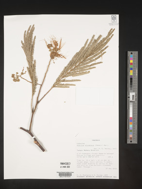 Albizia chinensis image