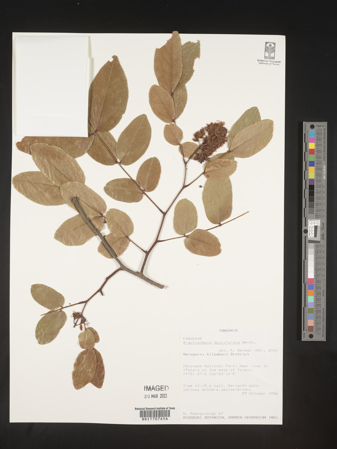 Brachystegia spiciformis image