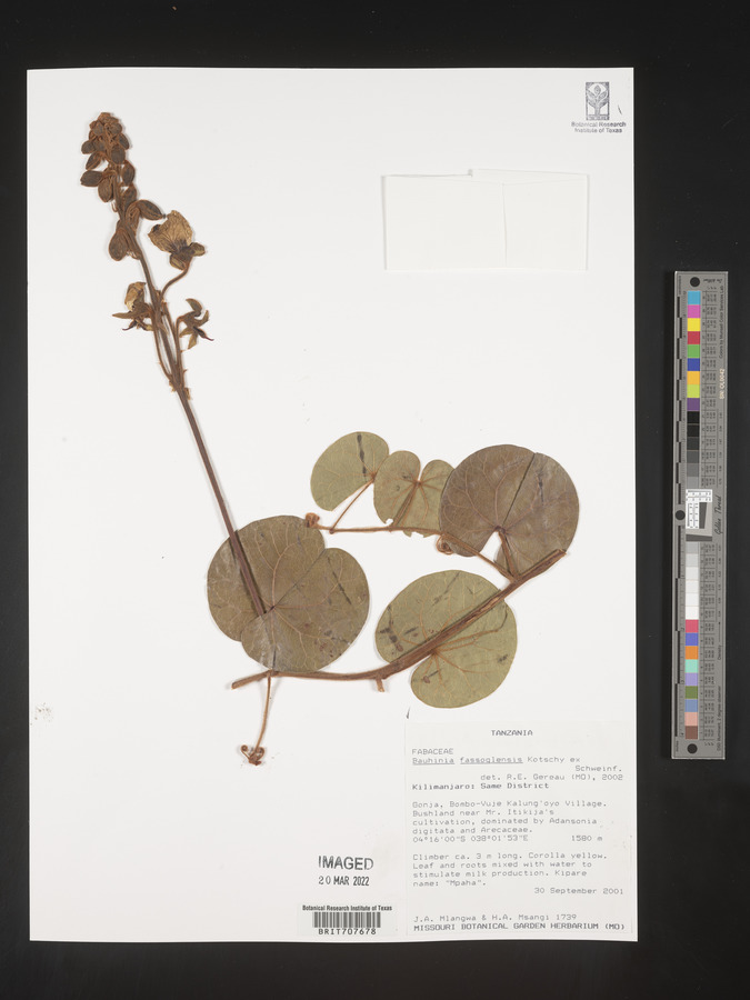 Bauhinia fassoglensis image