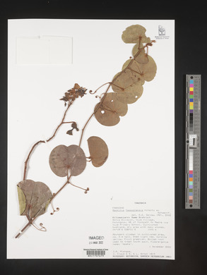 Bauhinia fassoglensis image