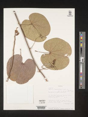 Bauhinia fassoglensis image