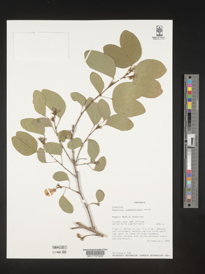 Image of Bauhinia loeseneriana