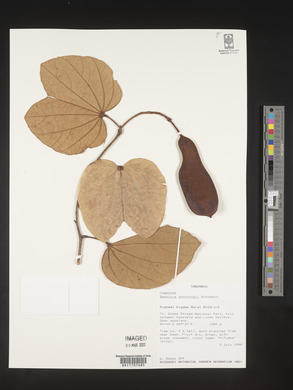 Bauhinia thonningii image