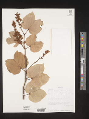 Bauhinia thonningii image