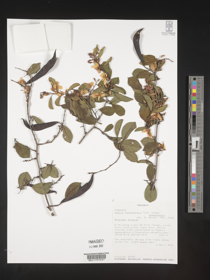 Baphia massaiensis subsp. massaiensis image