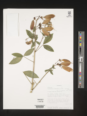 Crotalaria becquetii image