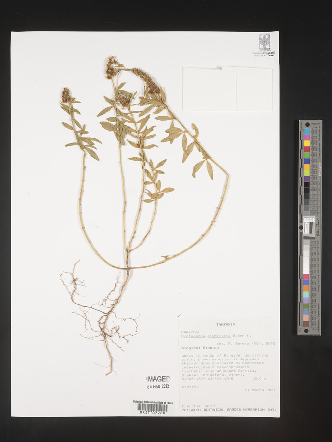 Crotalaria abbreviata image