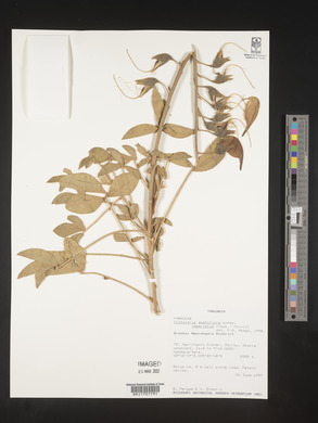 Crotalaria agatiflora subsp. imperialis image